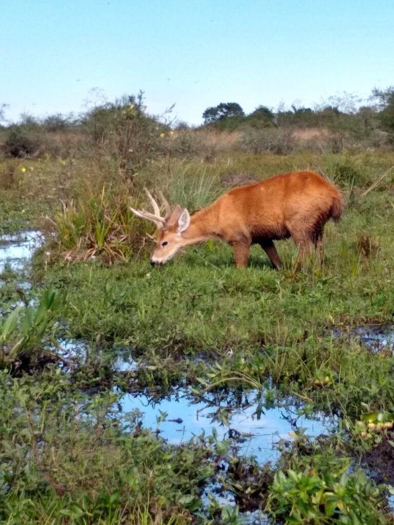 Ciervo de los pantanos en libertad  -  avistaje de fauna correntina