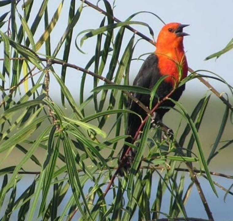 Carpincho asomando en los esteros  -  fauna libre del Iberá