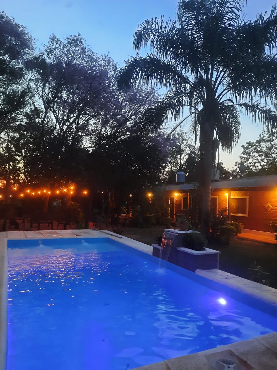 La pileta iluminada al caer la tarde, con el jacarandá en flor