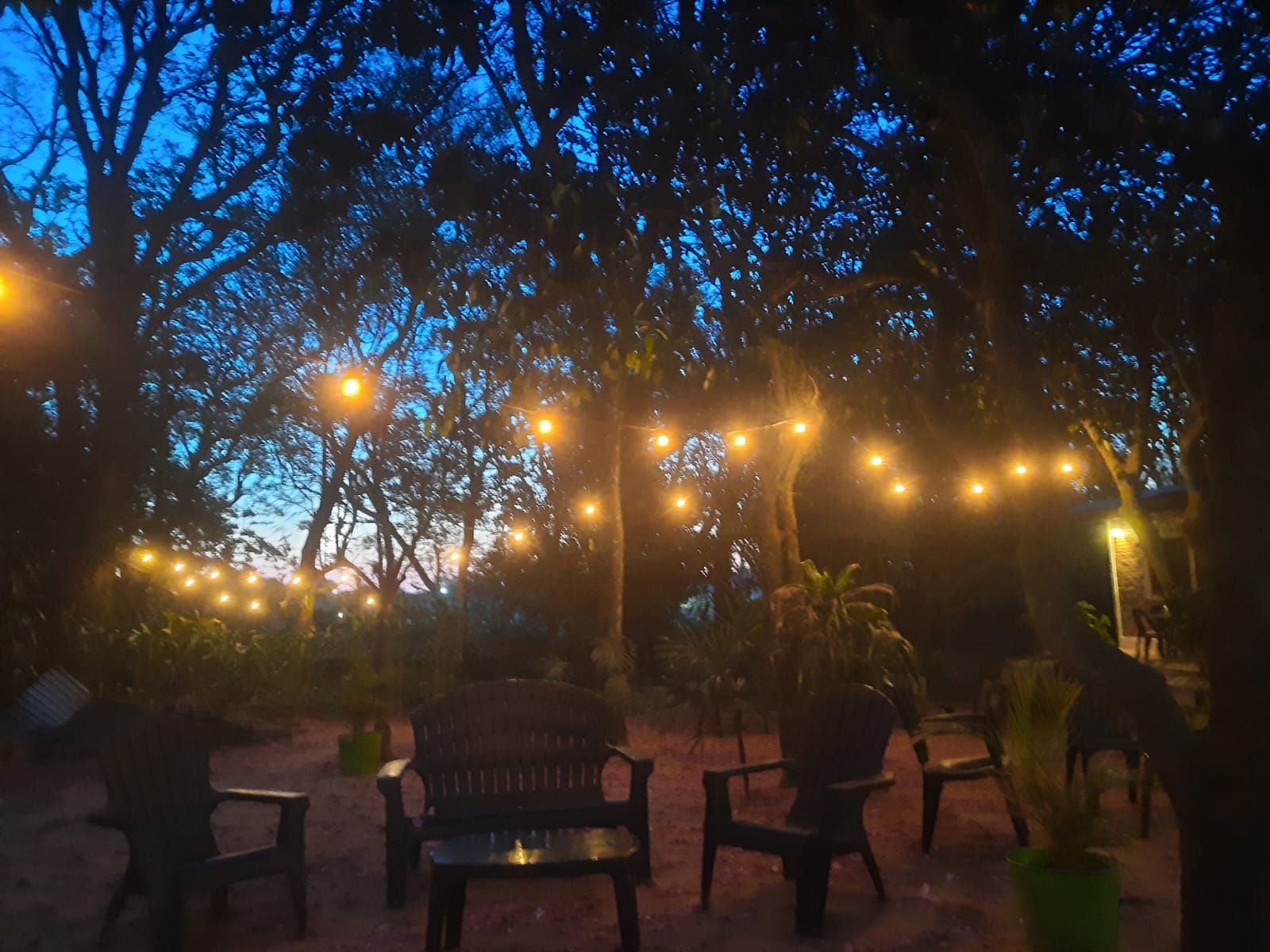 El patio con guirnaldas de luces entre los árboles