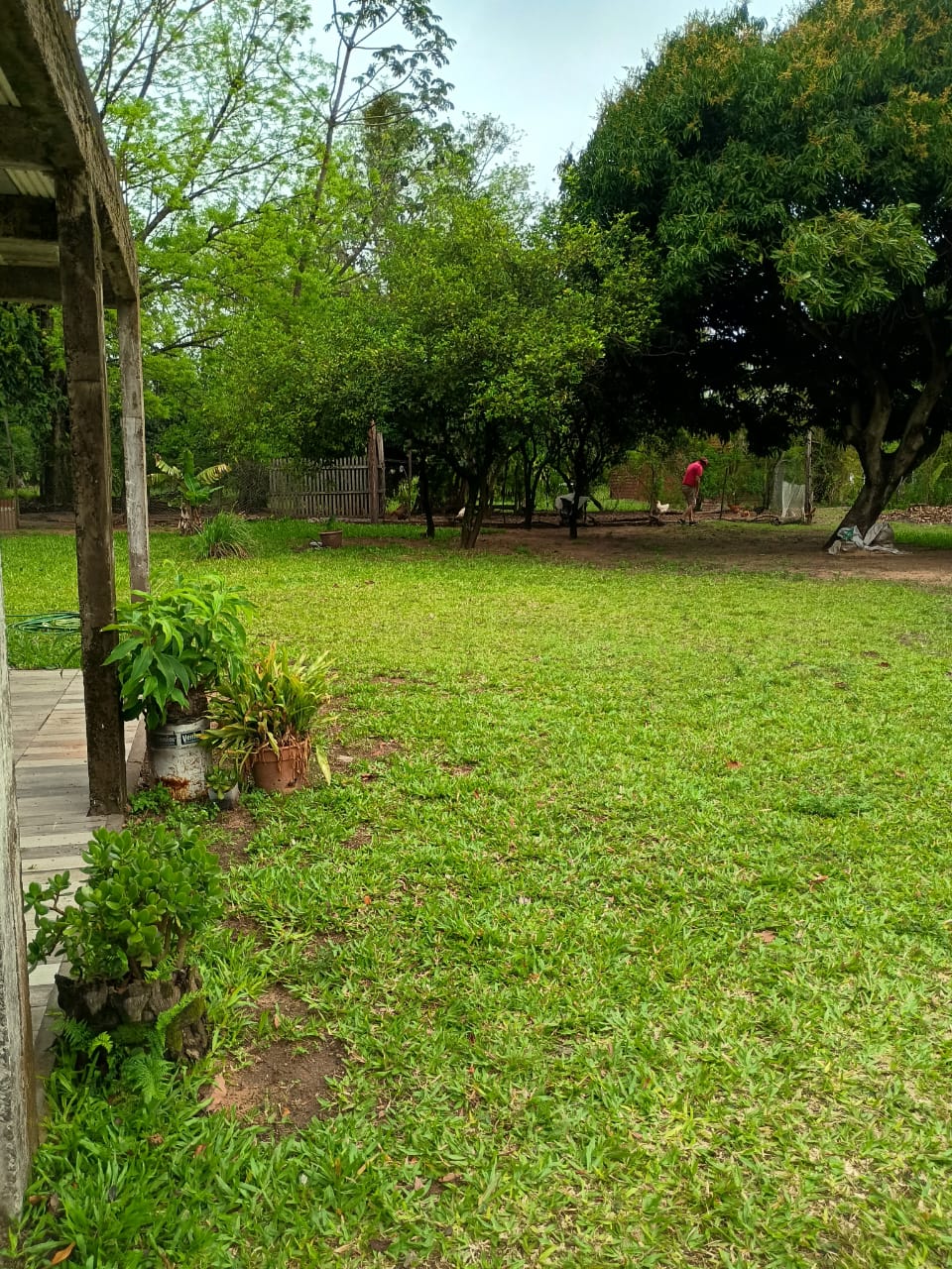 The tree-lined garden