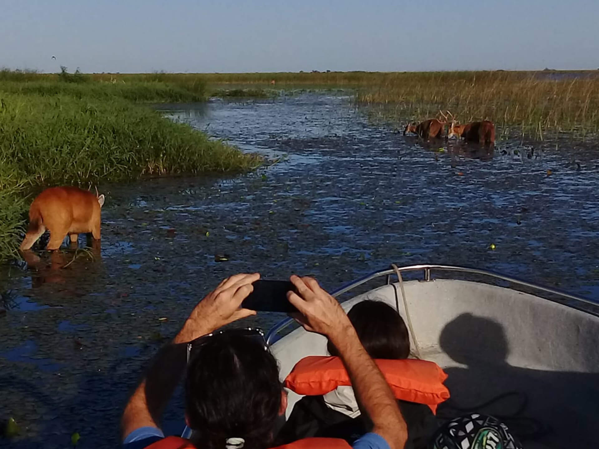 Ciervos de los pantanos en el estero desde lancha