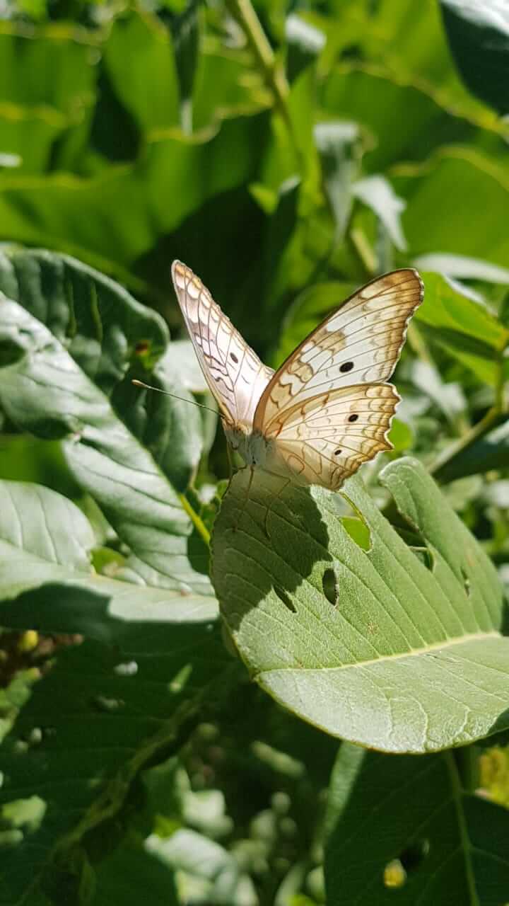 Mariposa en la vegetación del entorno