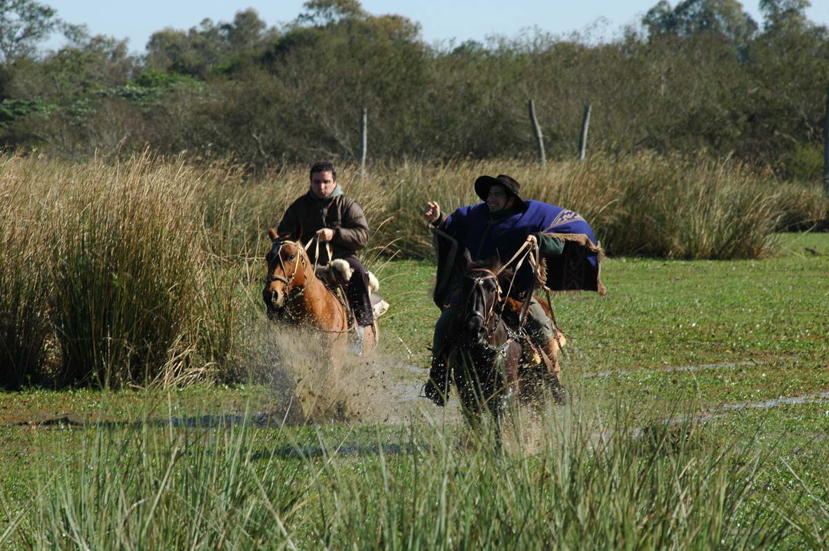 Caballos galopando entre el agua y el pajonal
