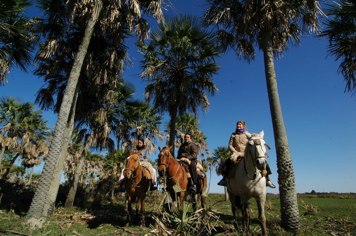 Cabalgata entre palmas pindó en los esteros