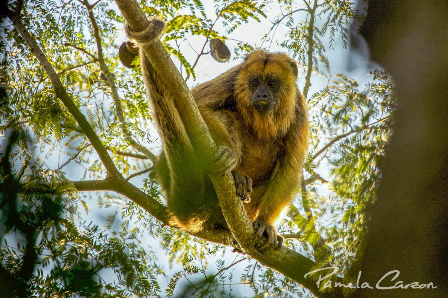 Iberá Connecta