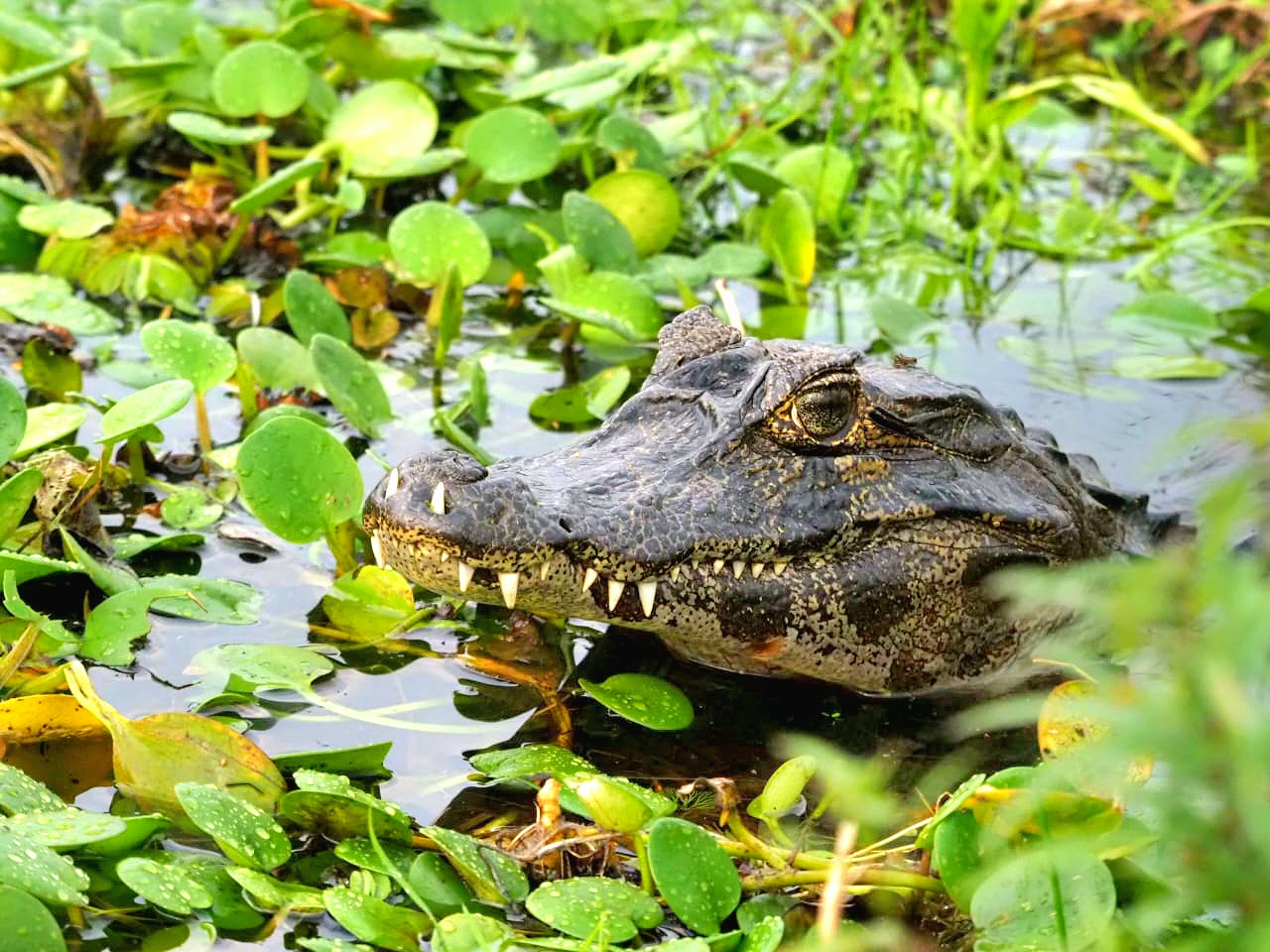 Fauna silvestre avistada durante las excursiones de Iberá Connecta
