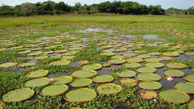 Fauna silvestre del Iberá  -  avistaje con guías expertos