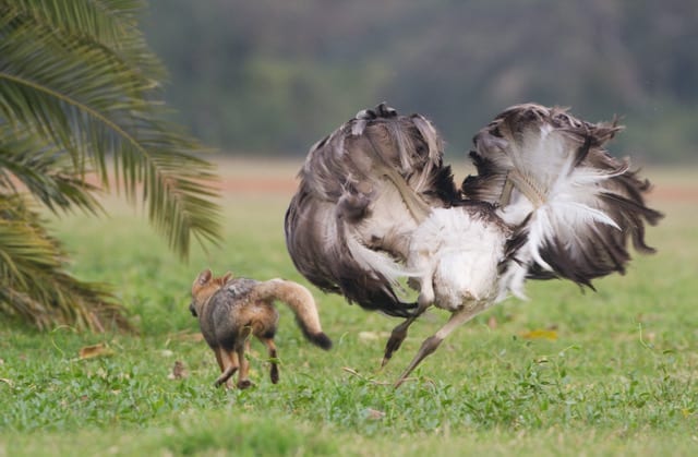 Zorro de monte en libertad  -  fauna de los esteros del Iberá