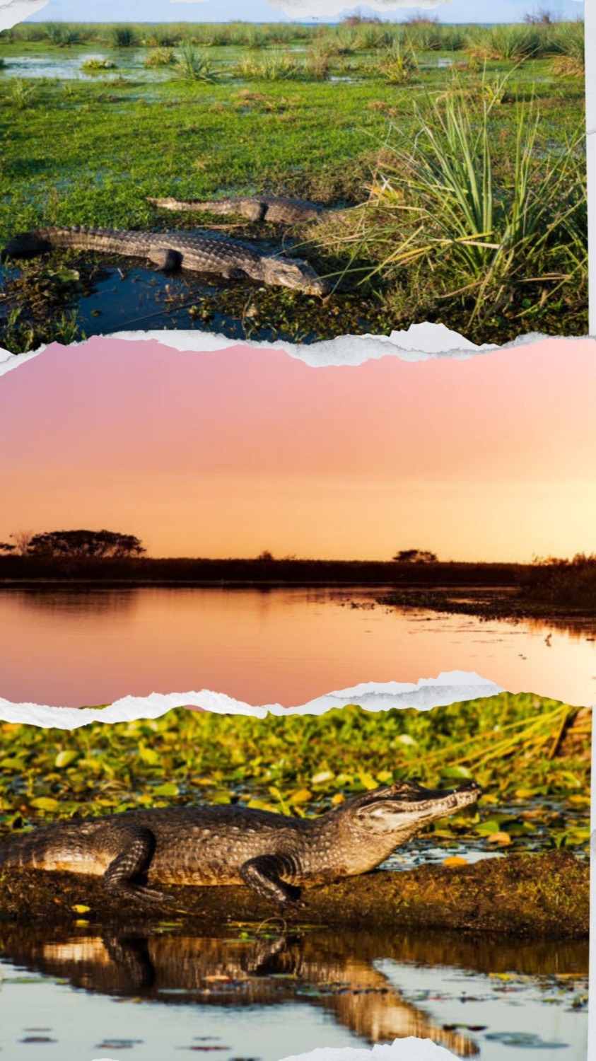 Yacarés en el estero y atardecer en la laguna Iberá
