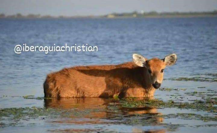 Iberá Guía Tours