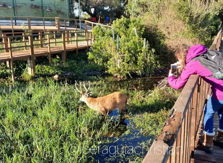 Avistaje de fauna en los esteros