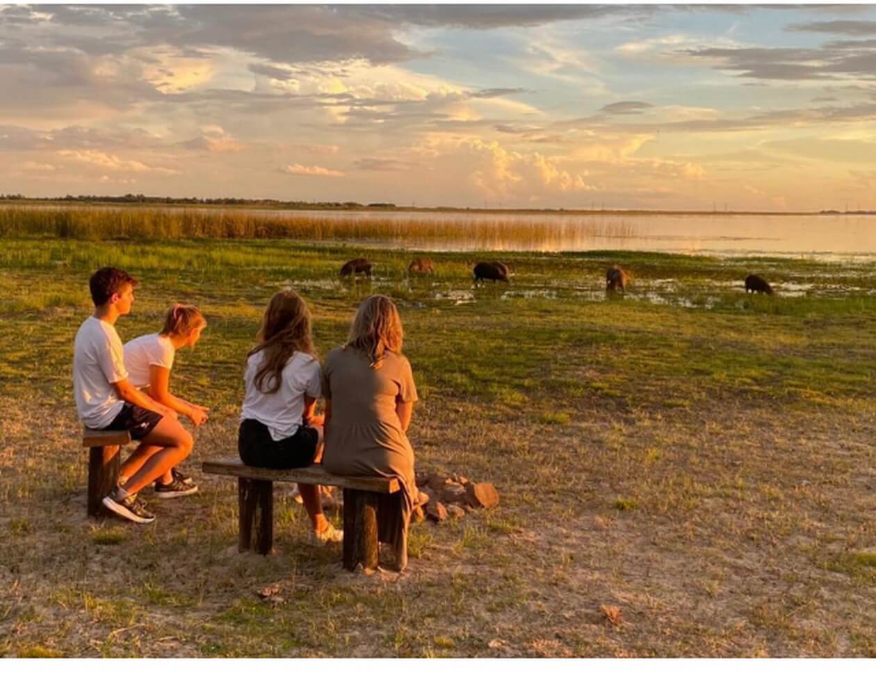 Atardecer con carpinchos al borde del agua