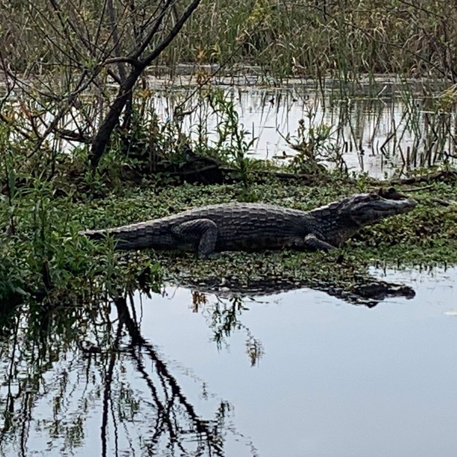Yacaré a orillas del bañado  -  fauna en los esteros del Iberá
