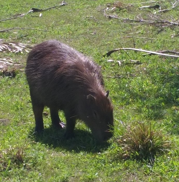 Carpincho pastando en el pastizal  -  fauna libre del Iberá