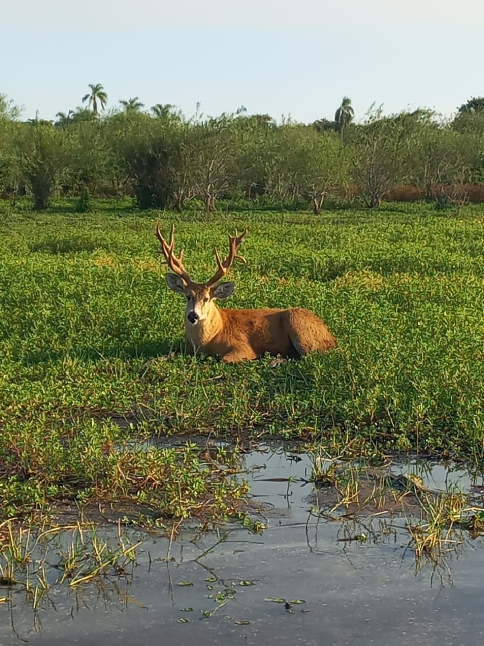 Ciervo de los pantanos descansando en el bañado