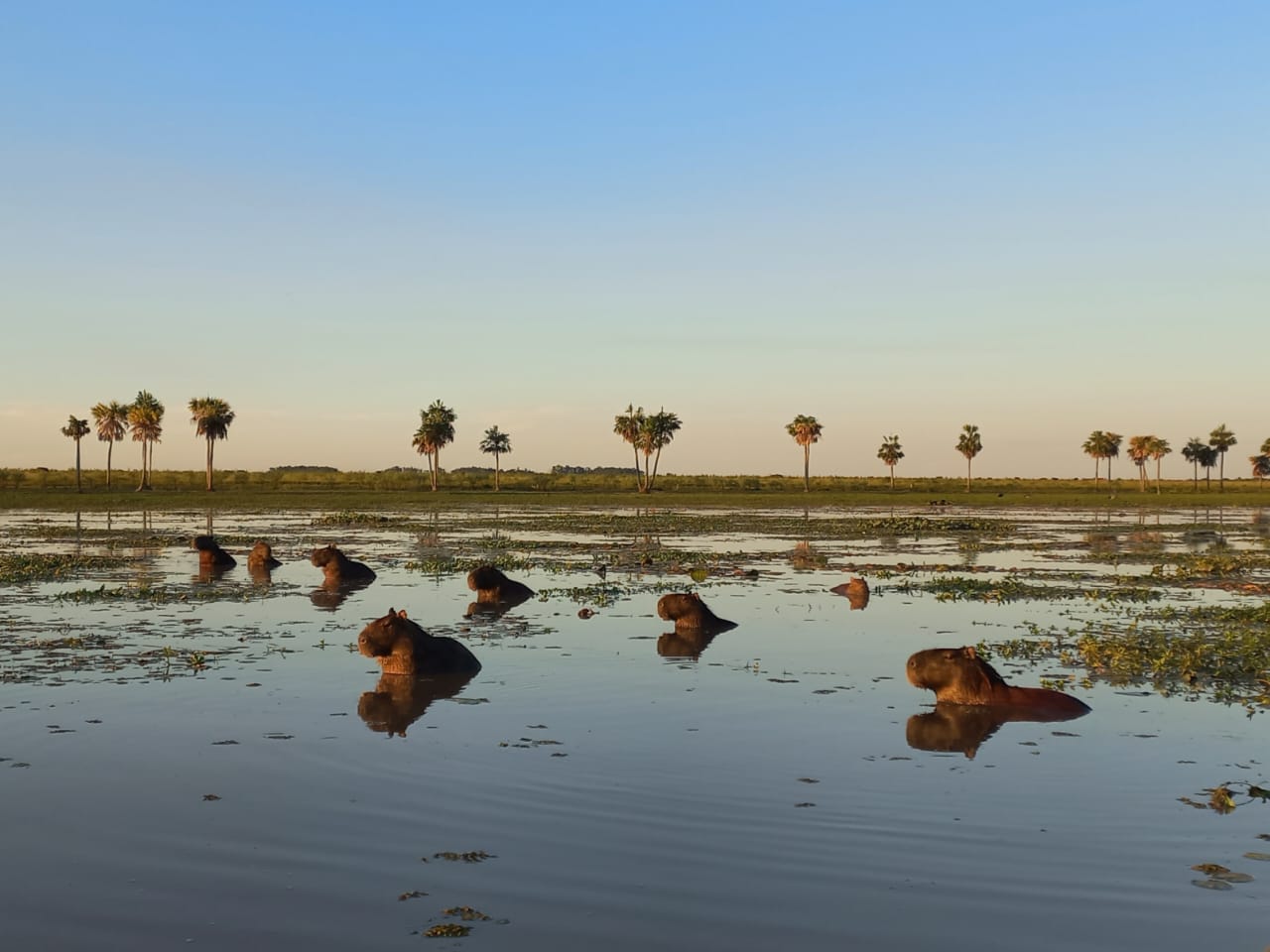 Grupo de carpinchos en la laguna al atardecer