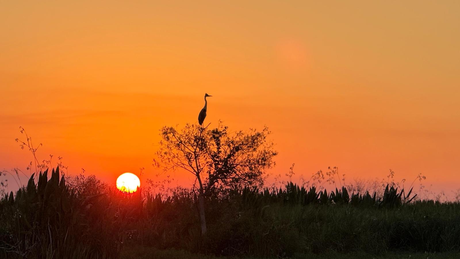 Garza al atardecer sobre los esteros