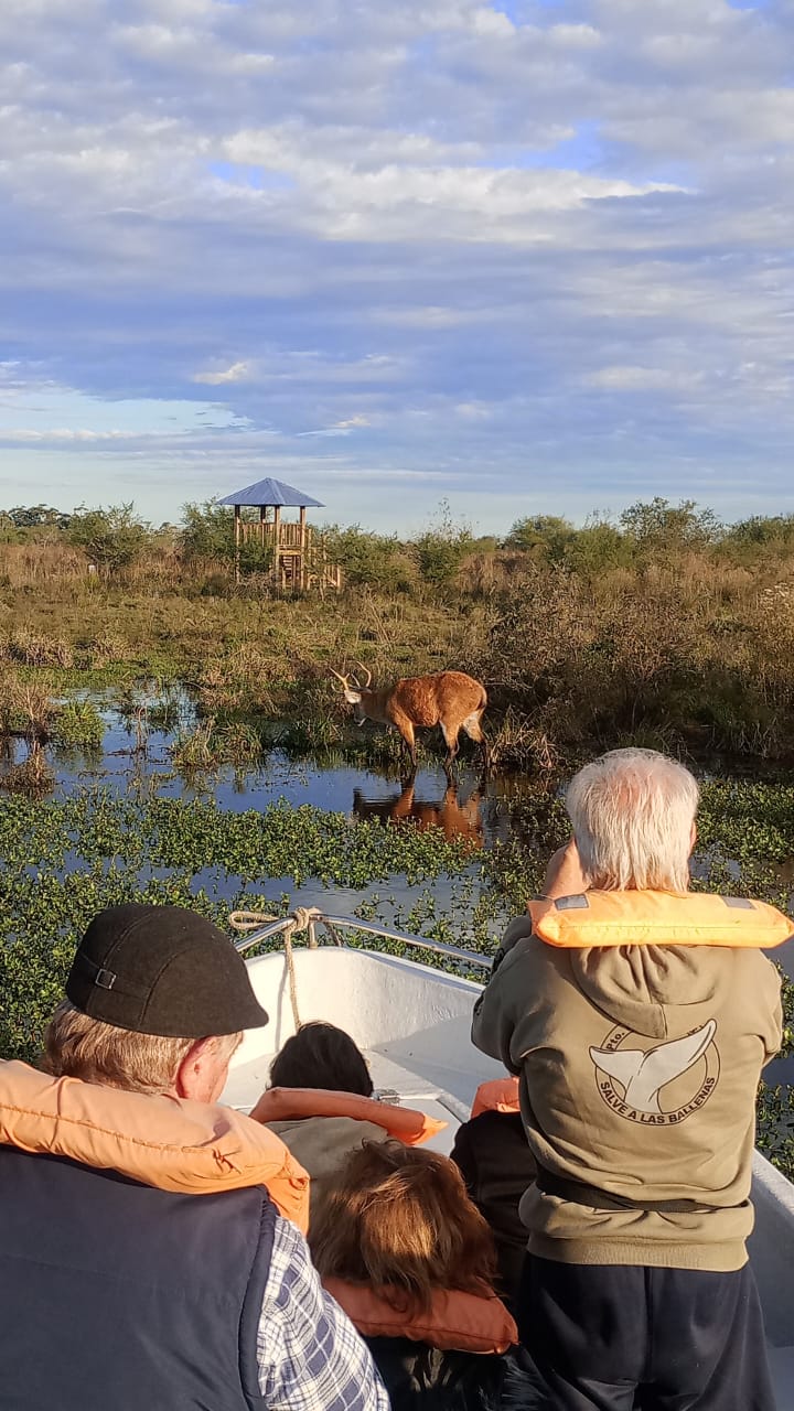 Desde la lancha, carpinchos en la orilla