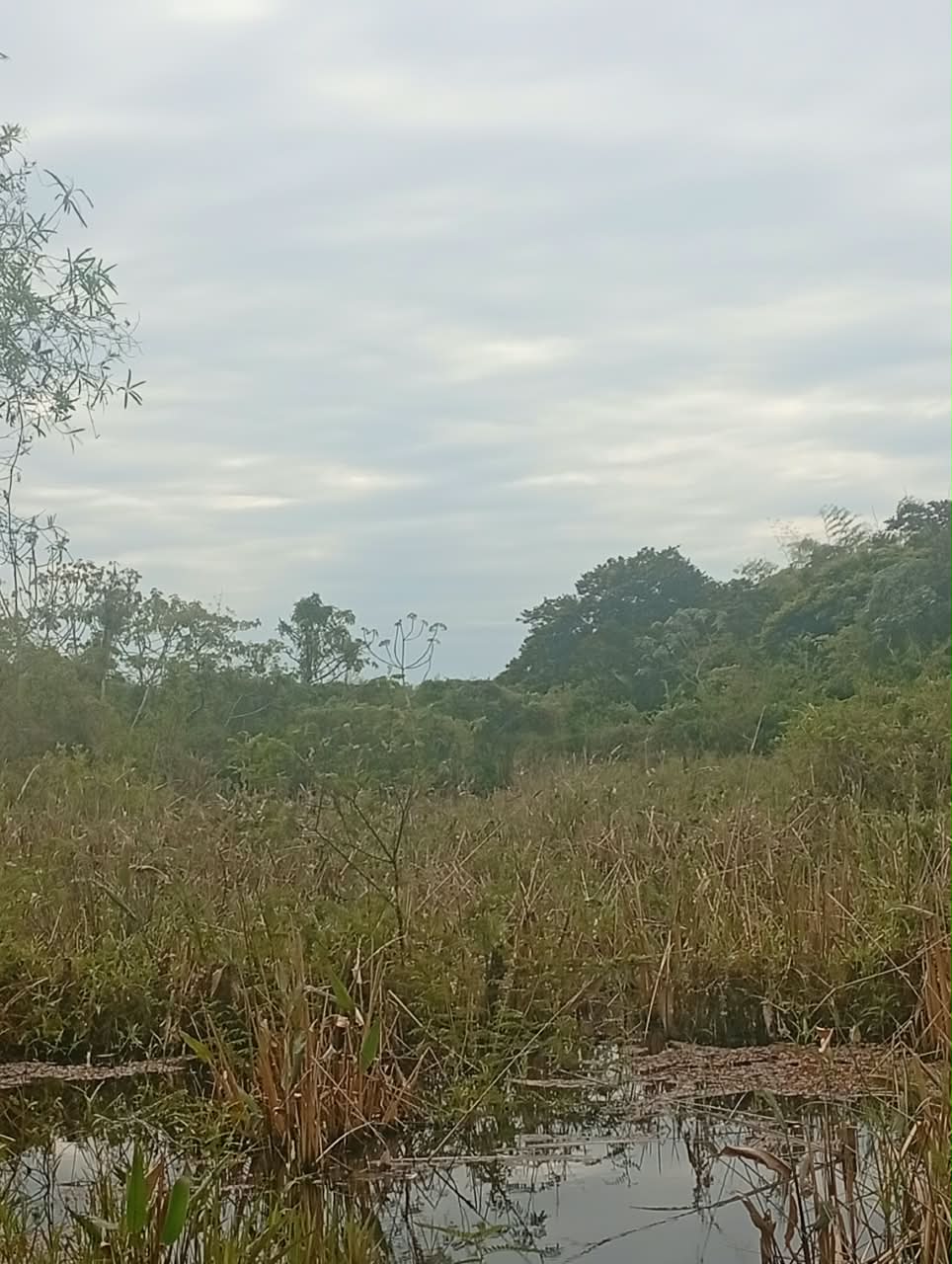 Estero con pajonal en la isla Apipé Grande