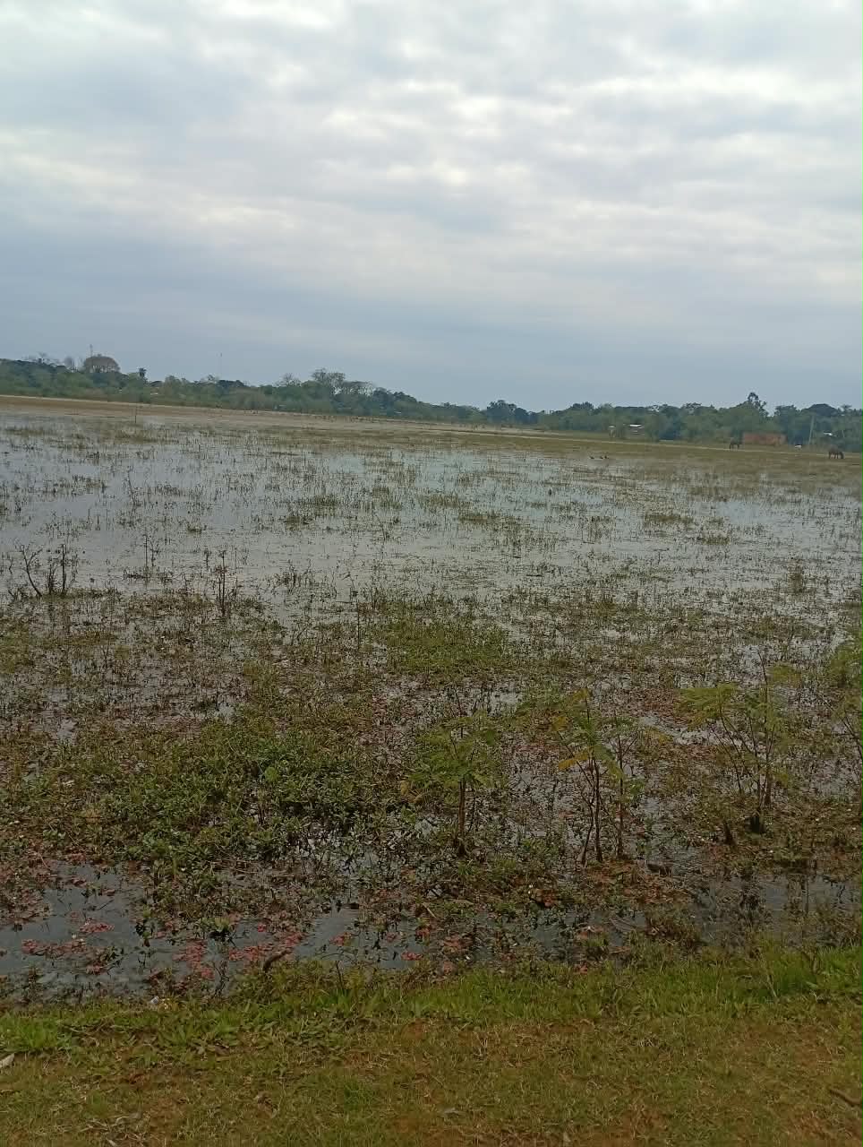 Bañado abierto bajo el cielo nublado