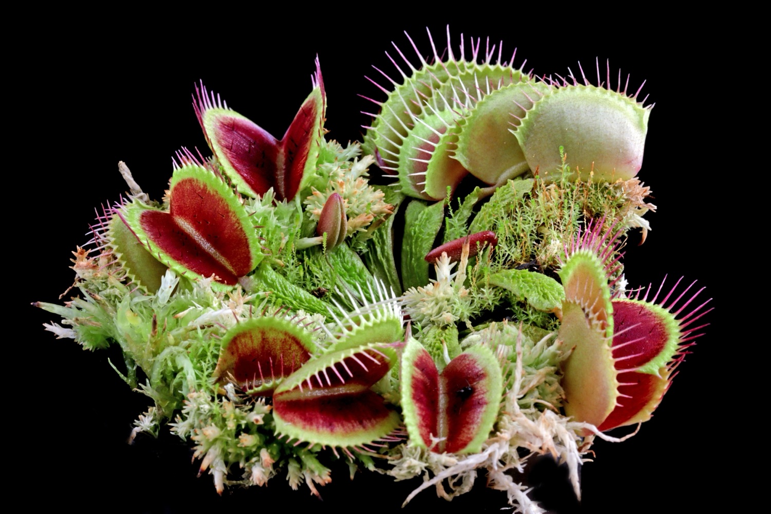 Dionaea muscipula  -  Venus atrapamoscas con trampas abiertas