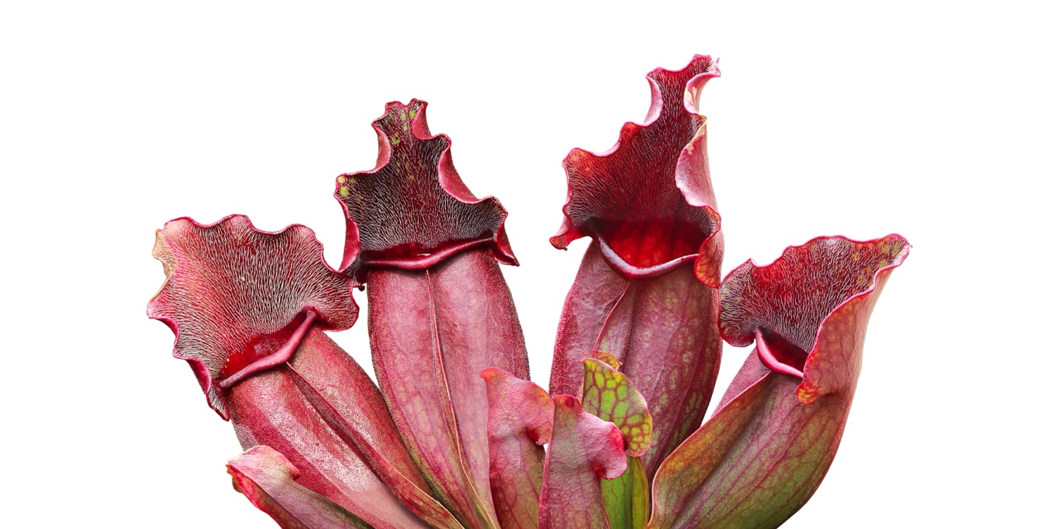 Sarracenia  -  jarras rojas del único jardín de carnívoras de Latinoamérica