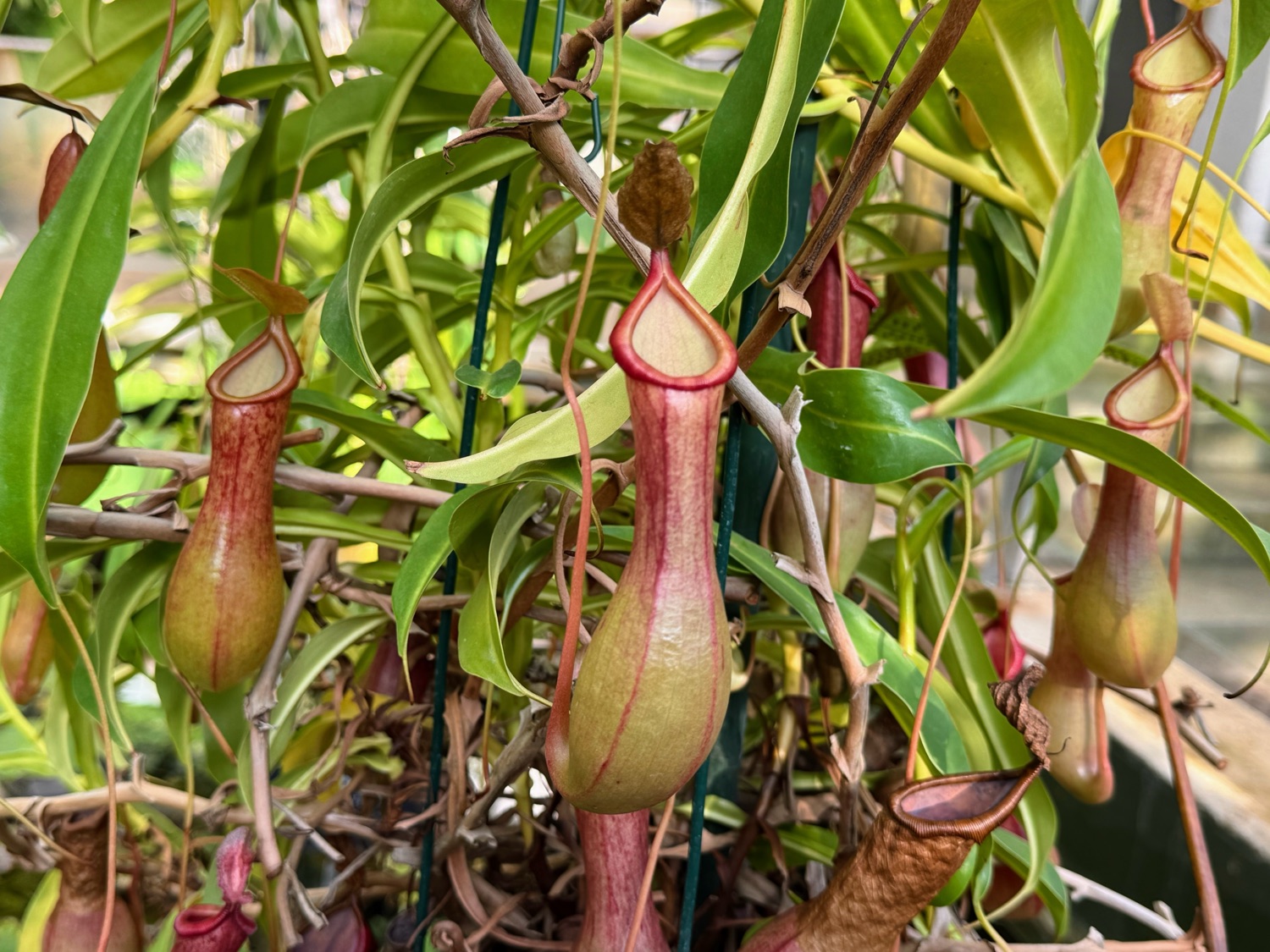 Nepenthes  -  plantas jarra tropicales con ascidios colgantes