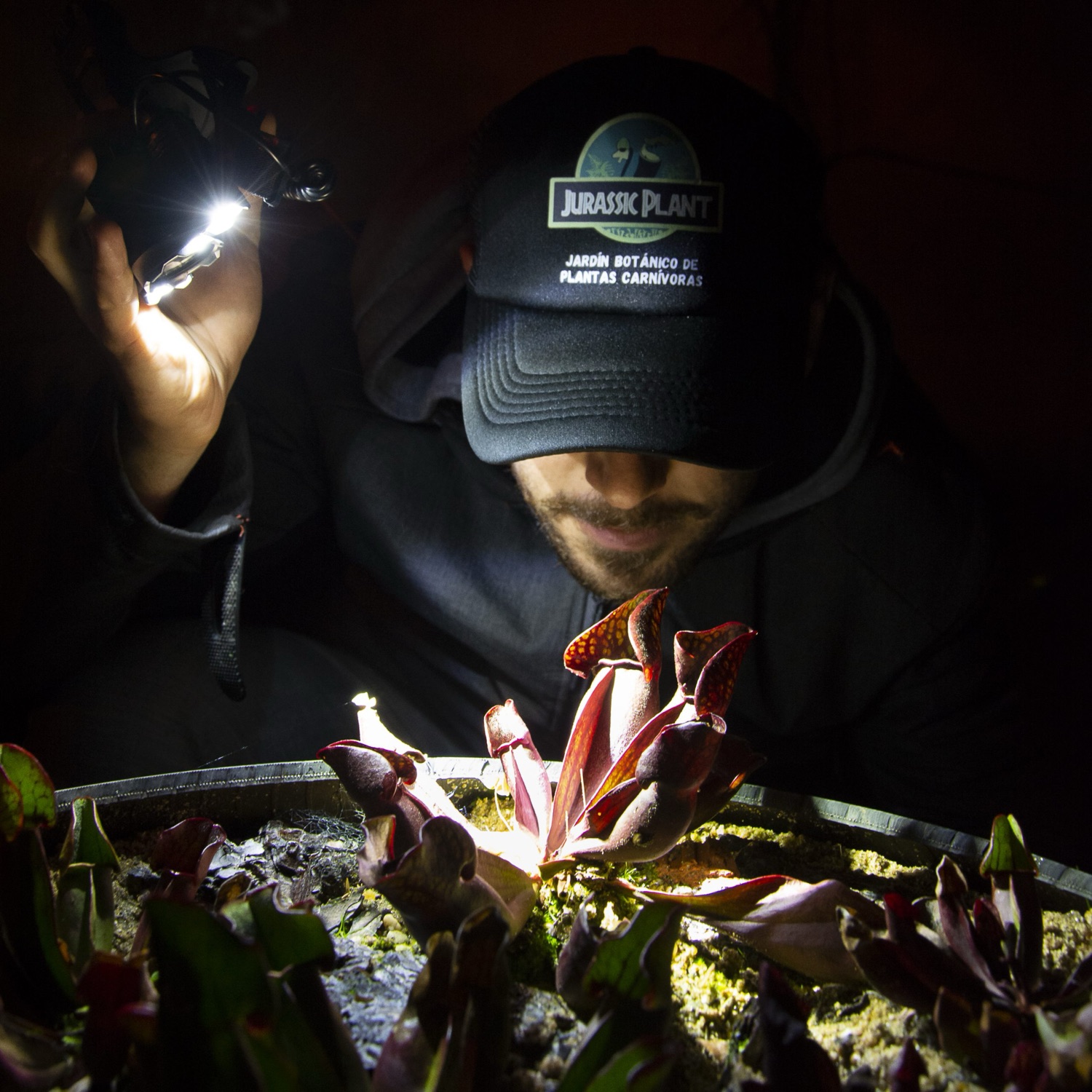 Jurassic Plant  -  Tour Nocturno
