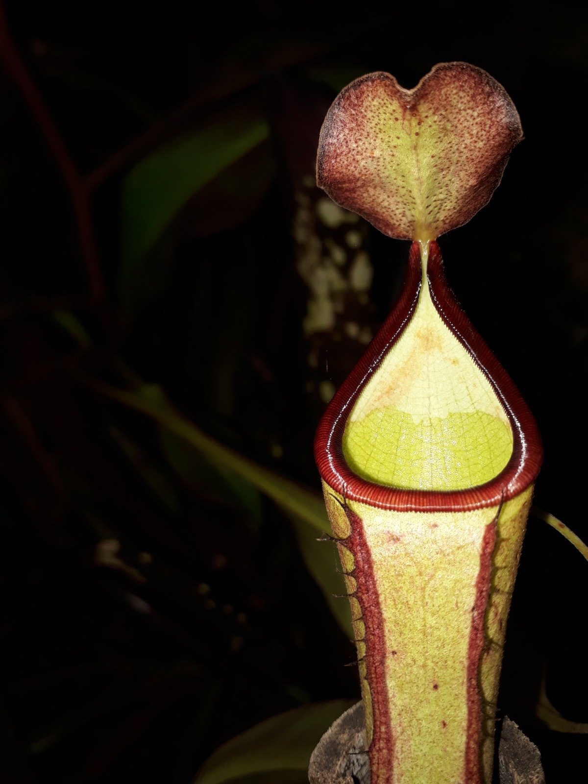 Un ascidio de Nepenthes, iluminado de noche