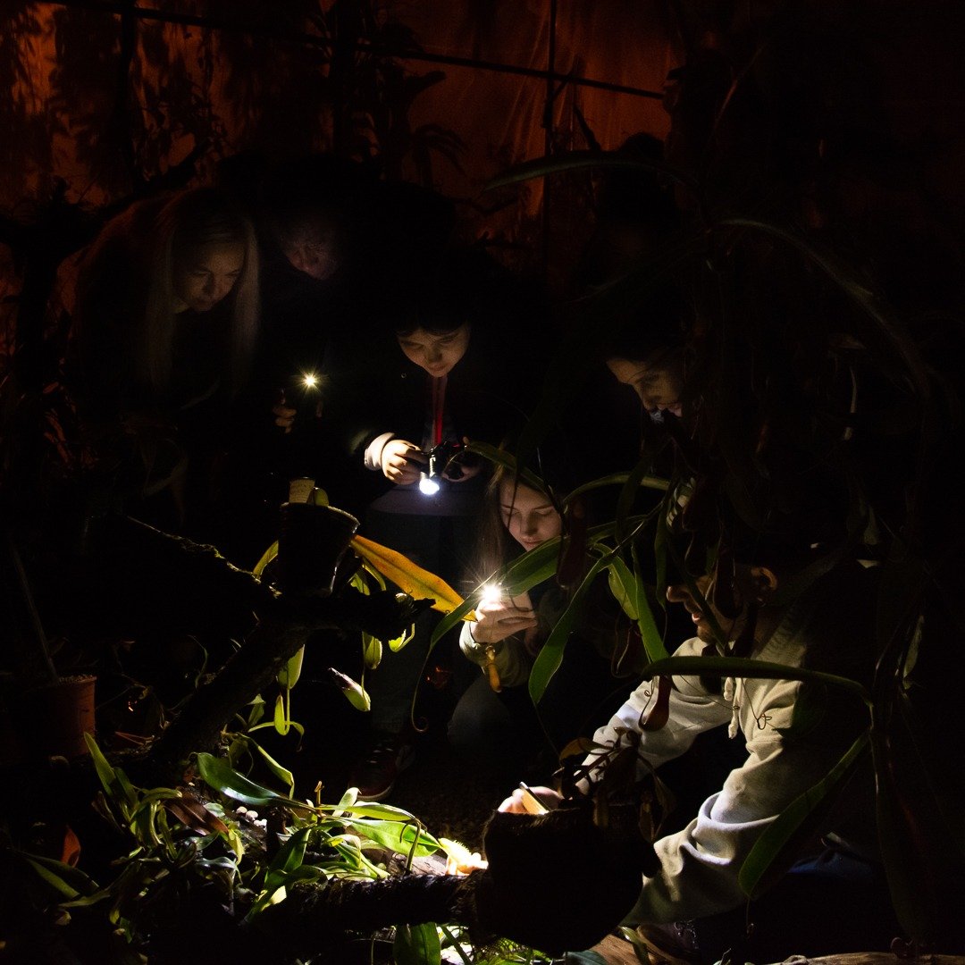 Jurassic Plant  -  Tour Nocturno