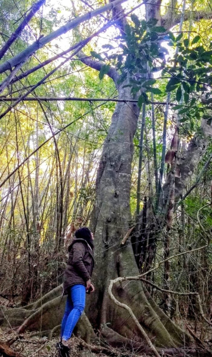 A visitor beside a large tree in the island forest