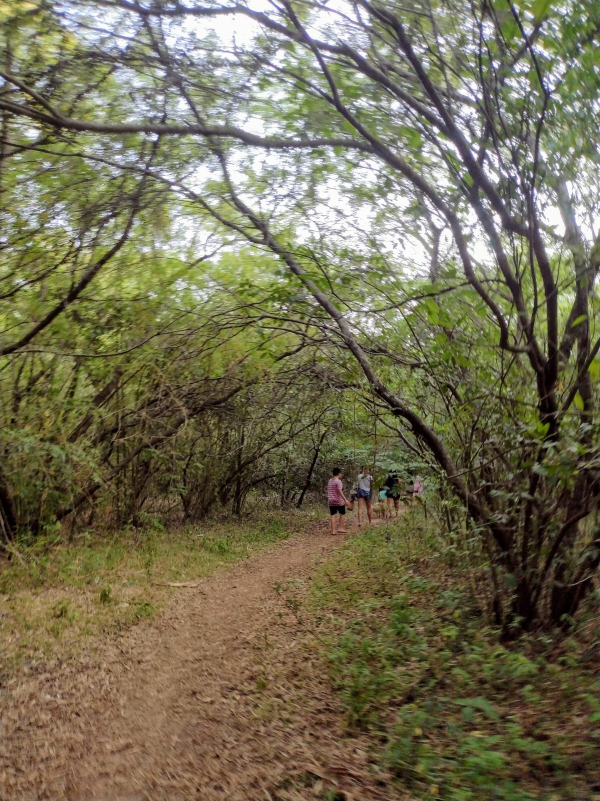 A forest trail, with the group in the distance