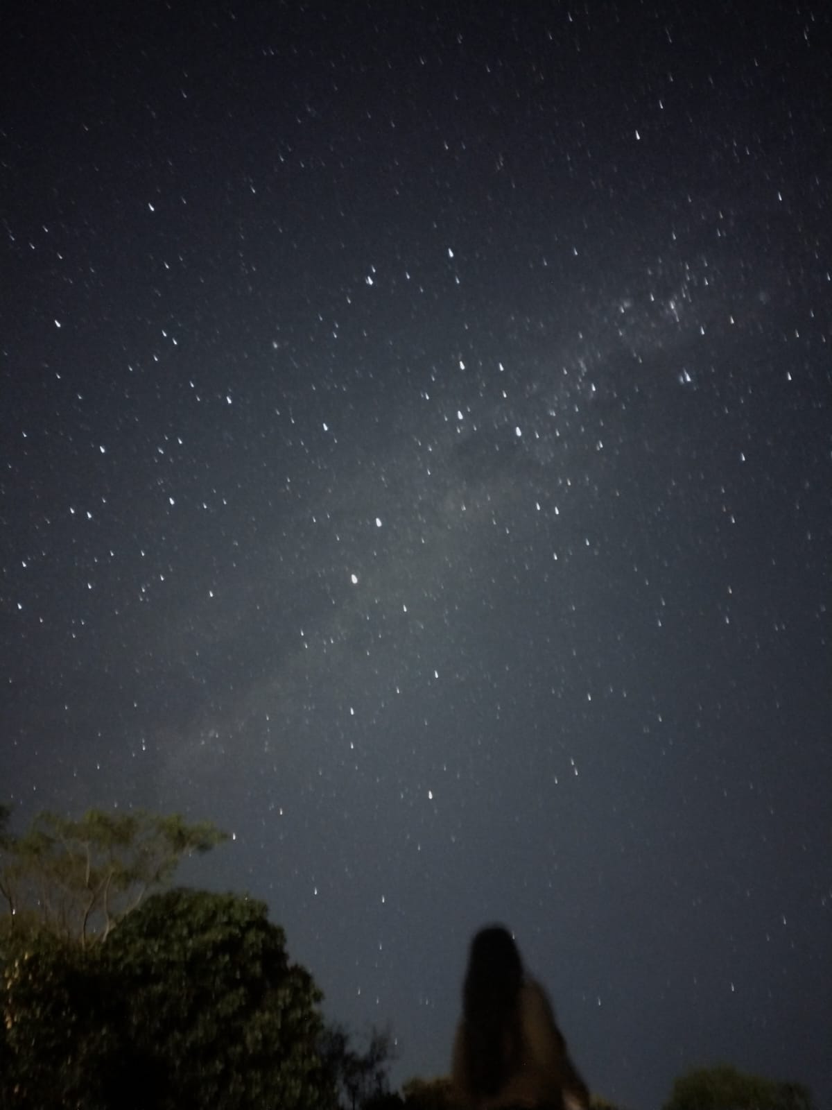 The Milky Way above the trees