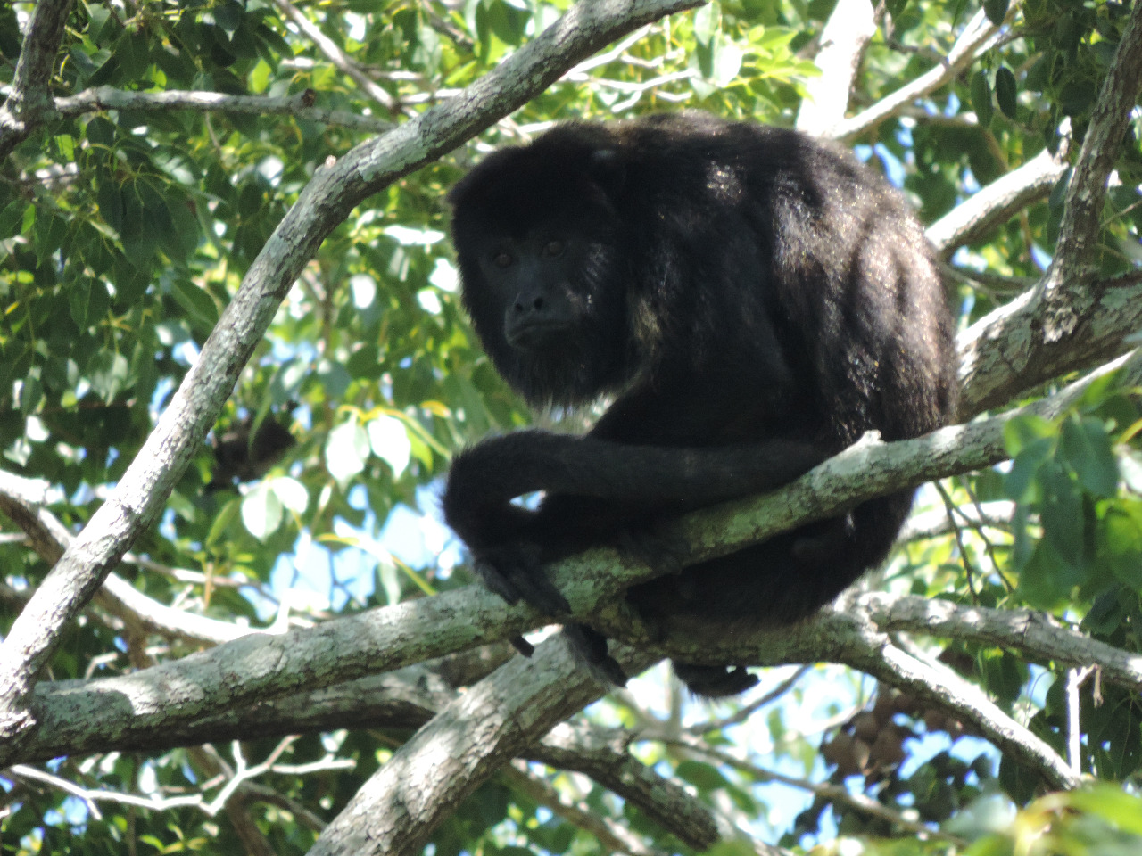 Mono aullador negro en el dosel del monte nativo de Ituzaingó
