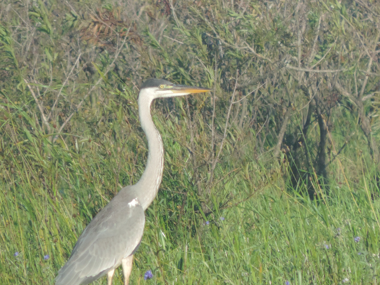 Garza mora en el bañado del Portal Cambyretá