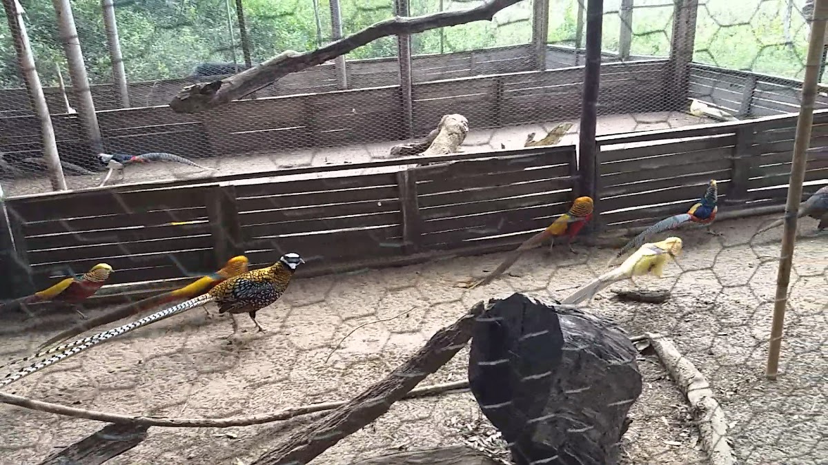 Aviario con faisanes dorados y aves exóticas
