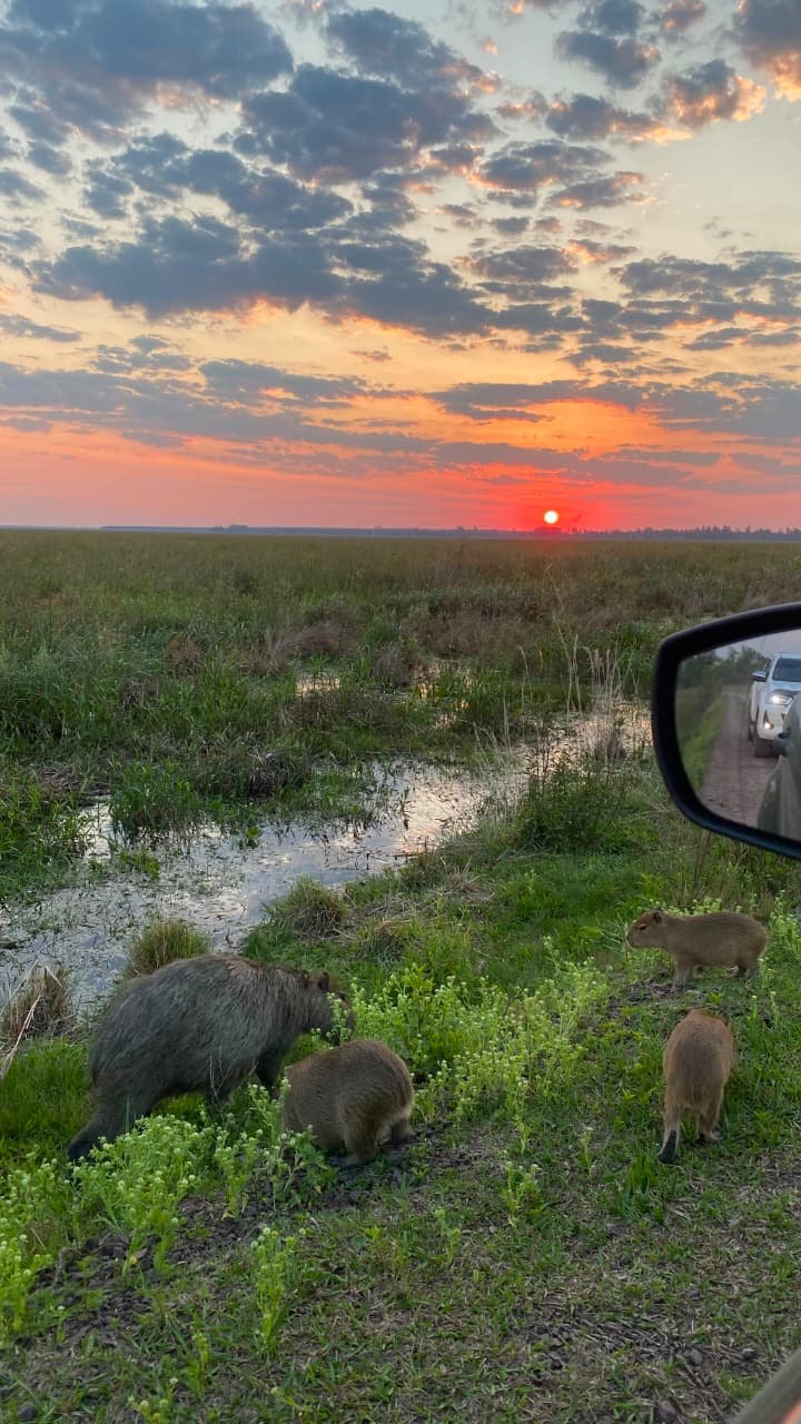 Familia de carpinchos al costado del camino, al atardecer