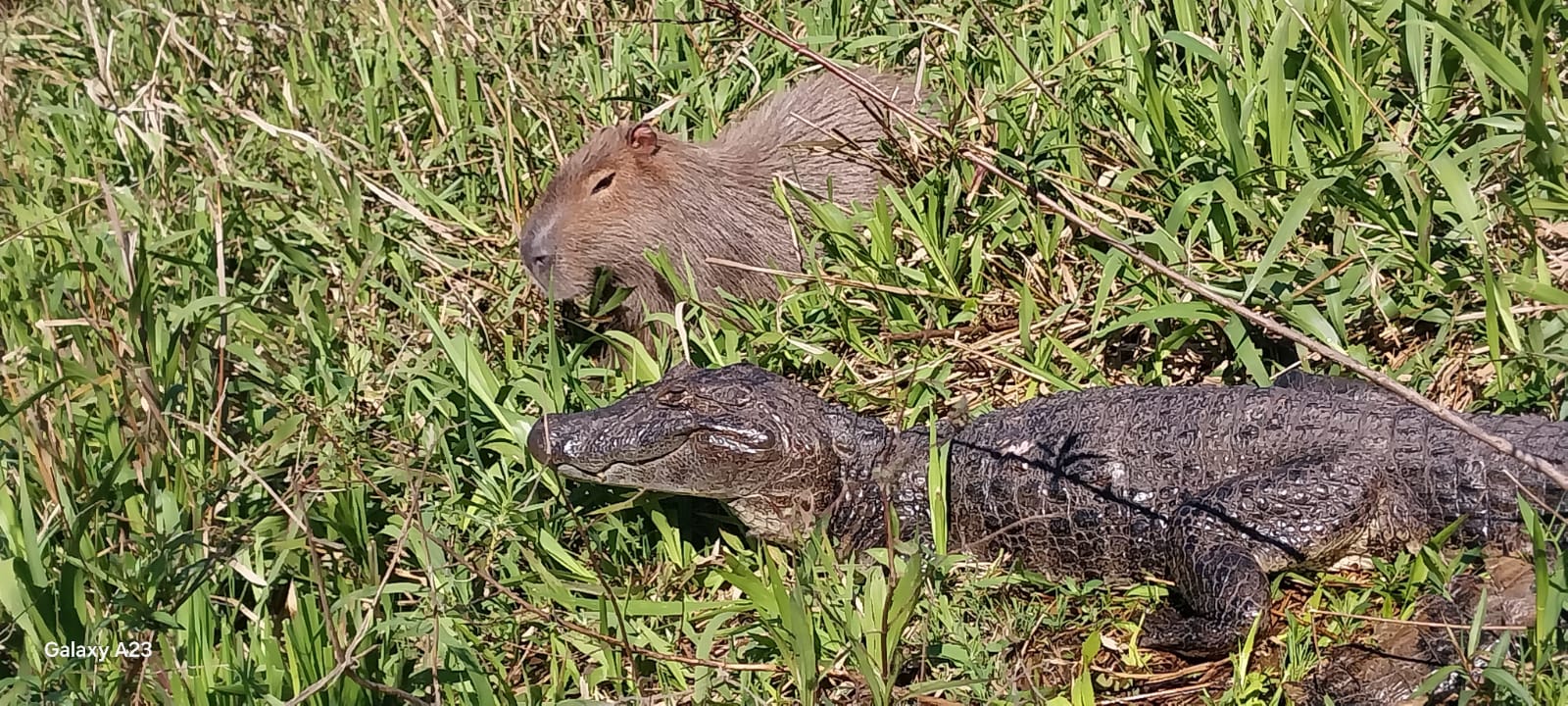 Un carpincho y un yacaré compartiendo la orilla