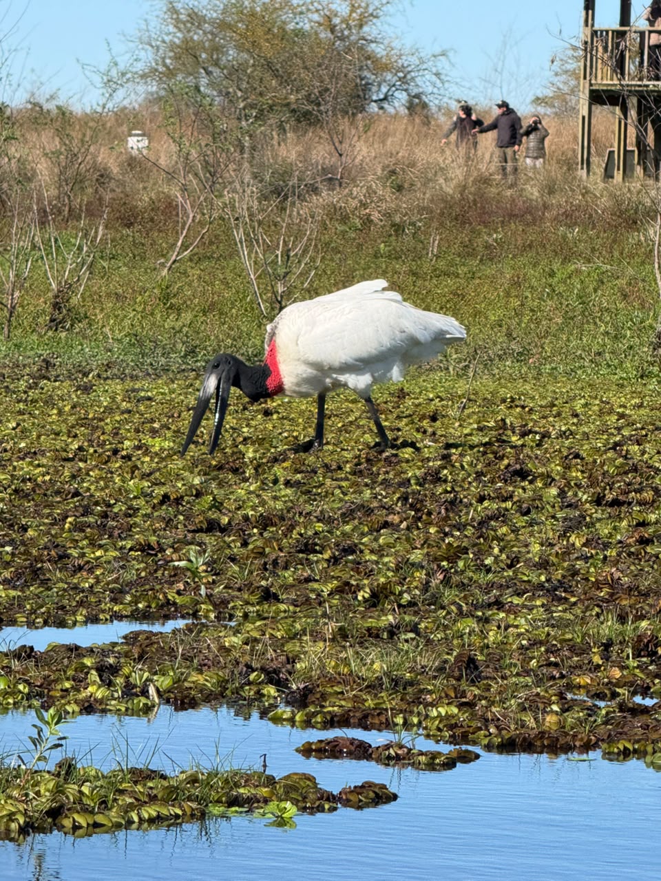 Un tuyuyú buscando comida entre los camalotes