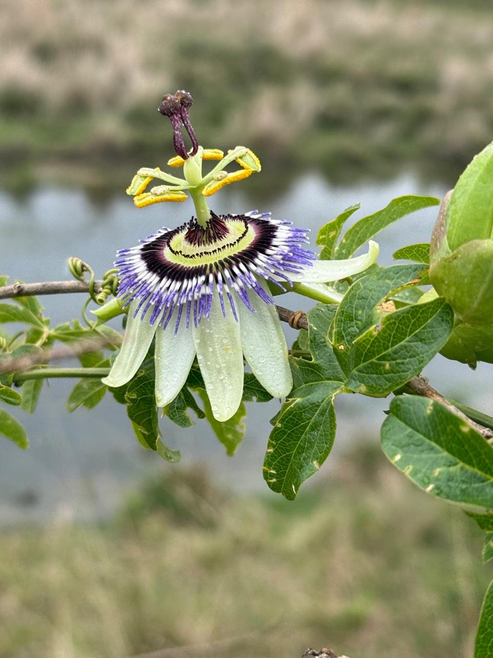 La flor del mburucuyá abierta, sobre la enredadera