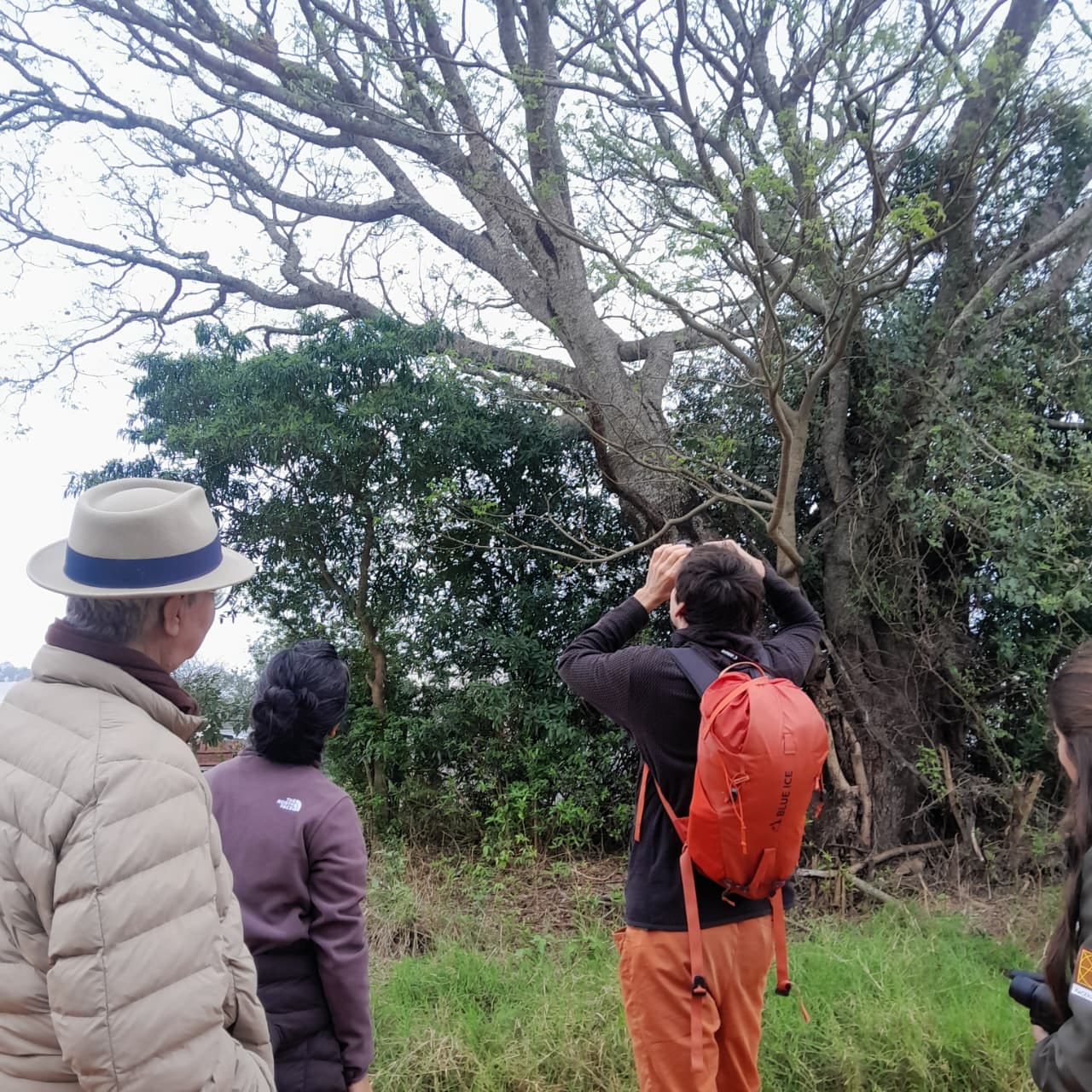 Birdwatching with binoculars under the trees