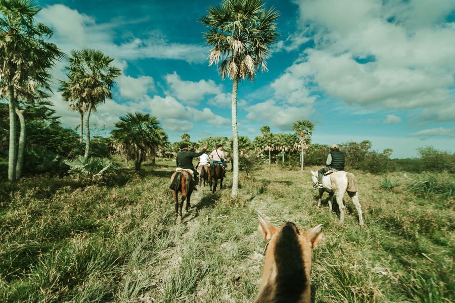 Cabalgata entre palmeras pindó por los campos del Iberá