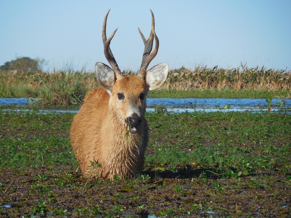 Fauna silvestre durante la cabalgata