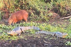 Carpincho y yacaré conviviendo en los esteros  -  fauna libre