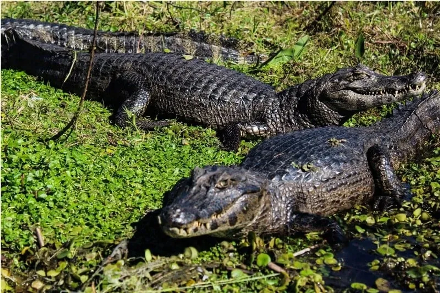 Fauna silvestre del Portal Galarza en su estado más puro
