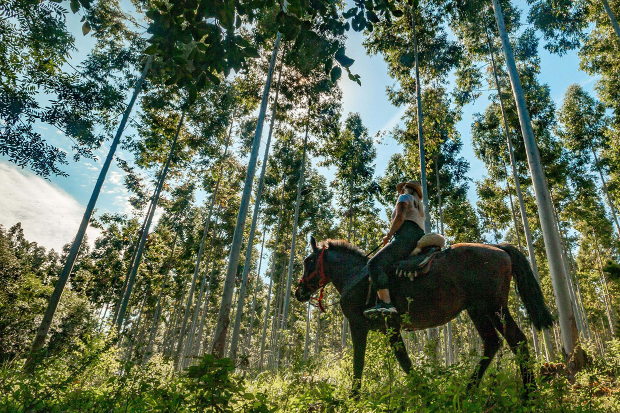 Paseo a caballo por el bosque nativo