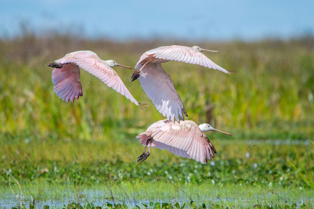 Aves autóctonas del Norte Argentino