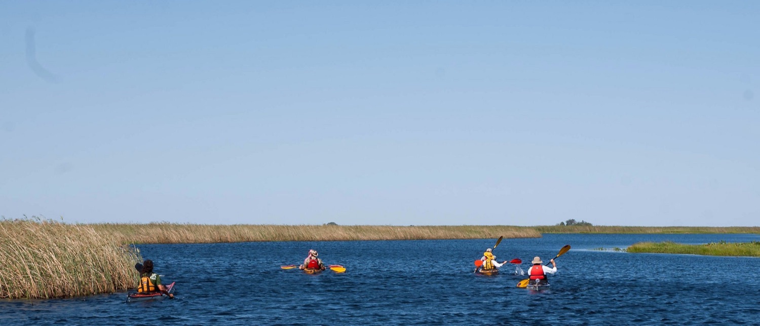 Grupo de kayakistas remando por el canal abierto del Iberá