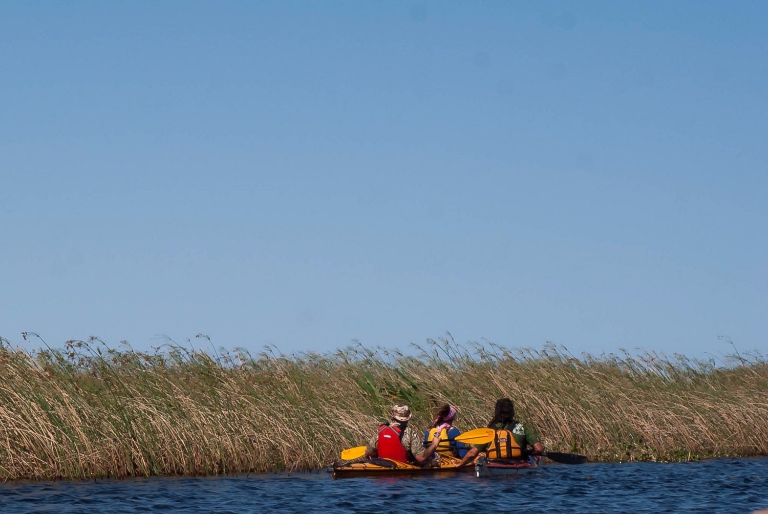 Kayakistas bordeando el juncal en el espejo de agua del Iberá